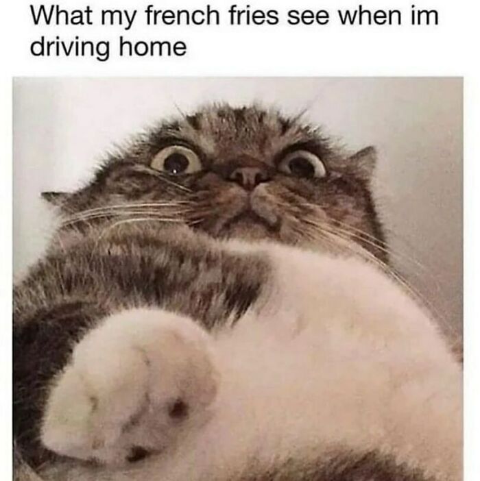 134 Funny And Adorable Animal Memes To Turn Your Day Around