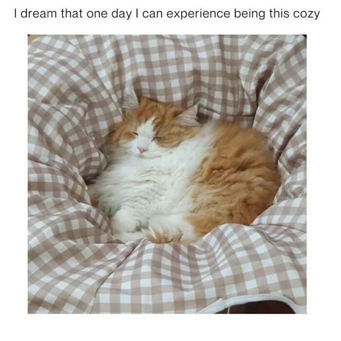 134 Funny And Adorable Animal Memes To Turn Your Day Around