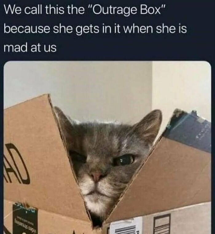 134 Funny And Adorable Animal Memes To Turn Your Day Around