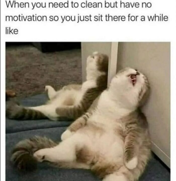 134 Funny And Adorable Animal Memes To Turn Your Day Around