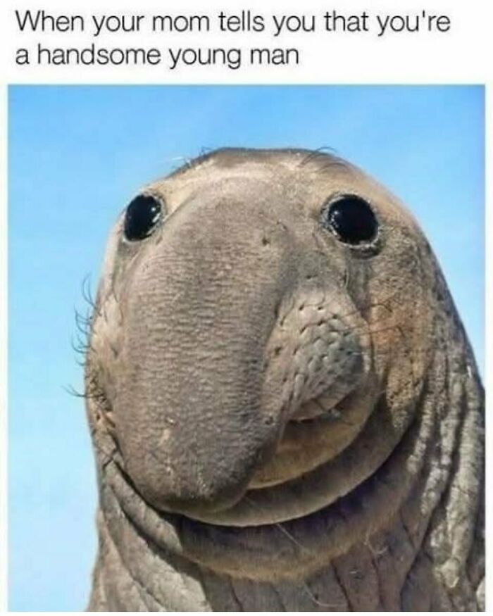 134 Funny And Adorable Animal Memes To Turn Your Day Around