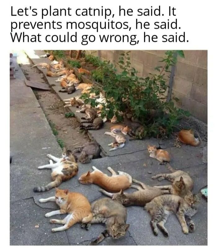 134 Funny And Adorable Animal Memes To Turn Your Day Around