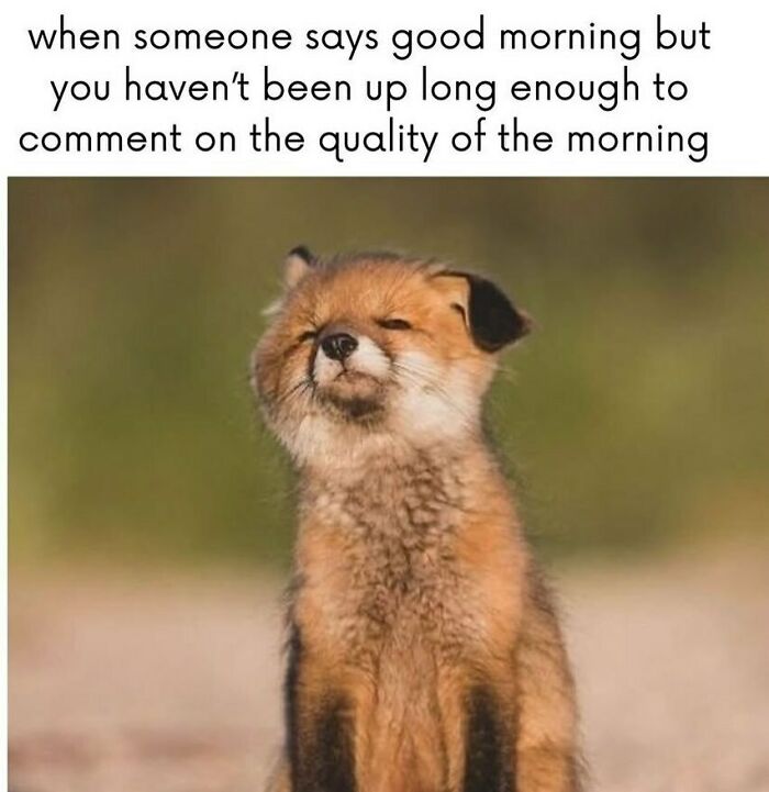 134 Funny And Adorable Animal Memes To Turn Your Day Around