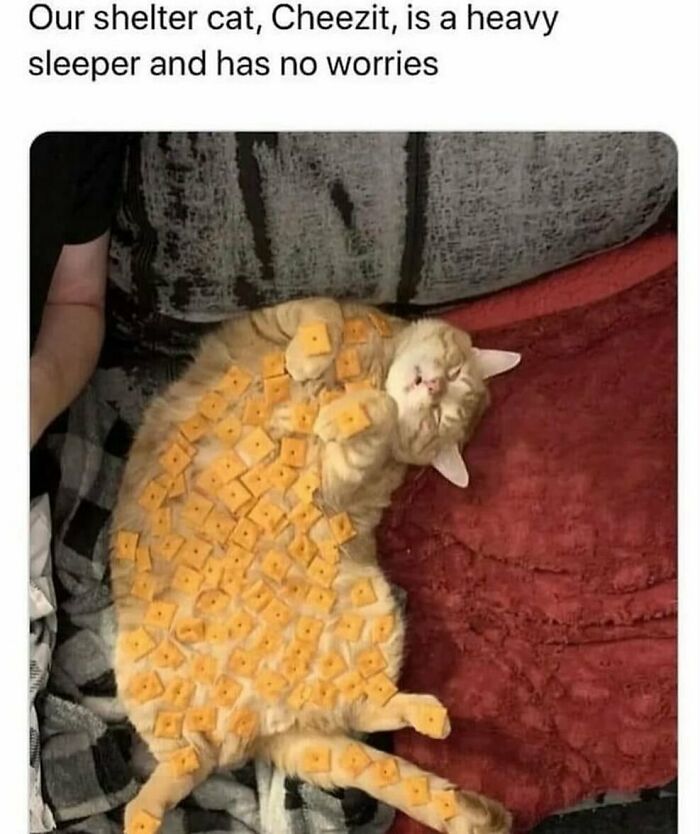 134 Funny And Adorable Animal Memes To Turn Your Day Around
