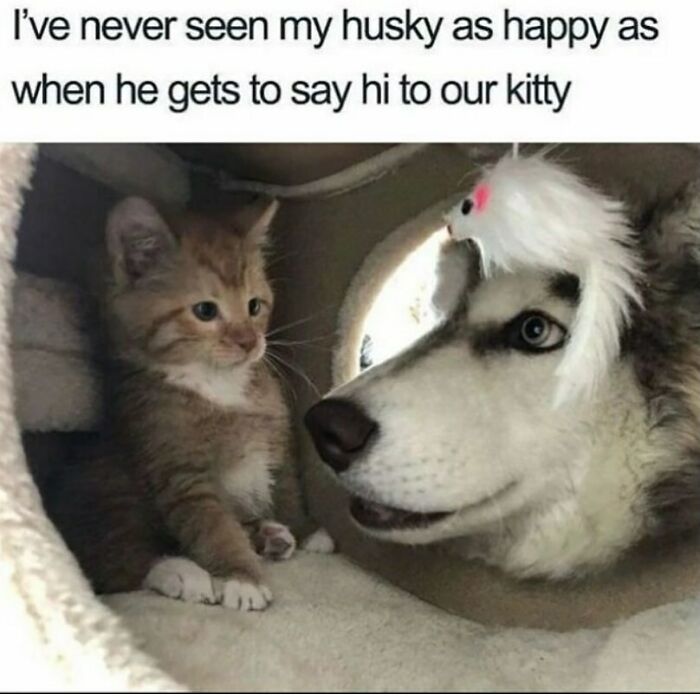 134 Funny And Adorable Animal Memes To Turn Your Day Around