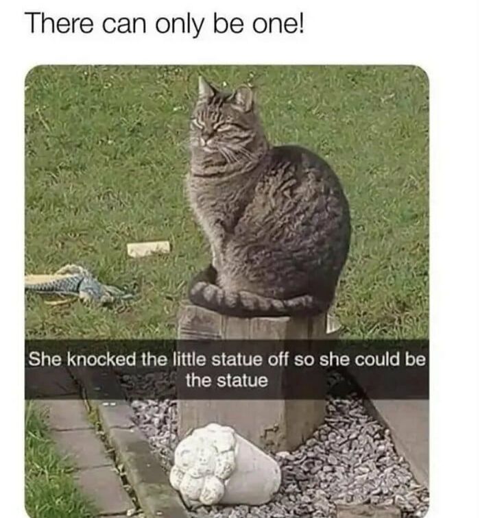 134 Funny And Adorable Animal Memes To Turn Your Day Around
