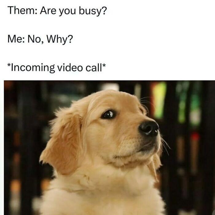 134 Funny And Adorable Animal Memes To Turn Your Day Around