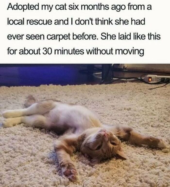 134 Funny And Adorable Animal Memes To Turn Your Day Around