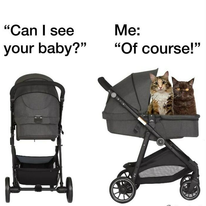 134 Funny And Adorable Animal Memes To Turn Your Day Around