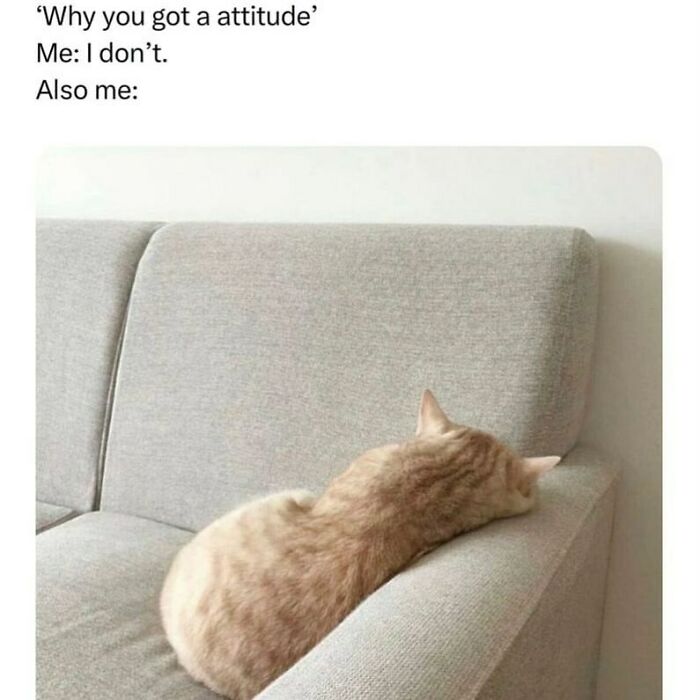 134 Funny And Adorable Animal Memes To Turn Your Day Around