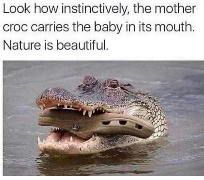 134 Funny And Adorable Animal Memes To Turn Your Day Around