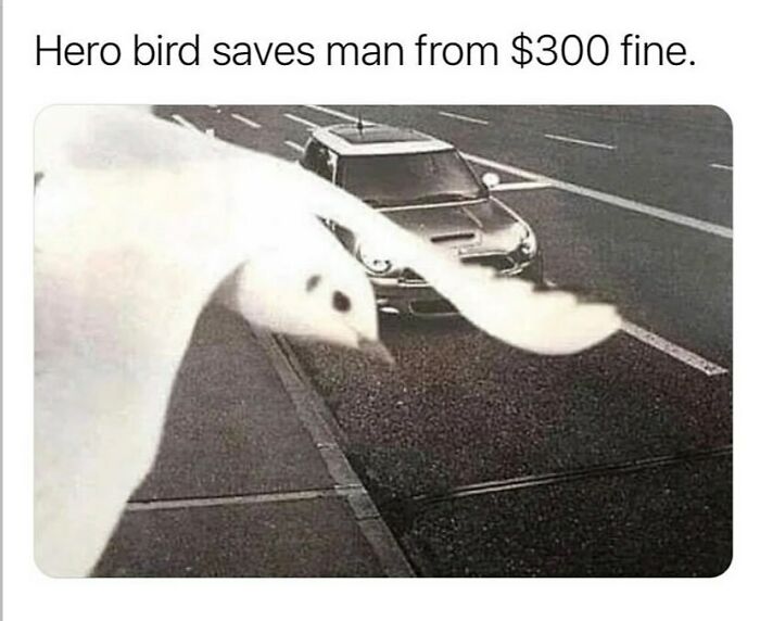 134 Funny And Adorable Animal Memes To Turn Your Day Around