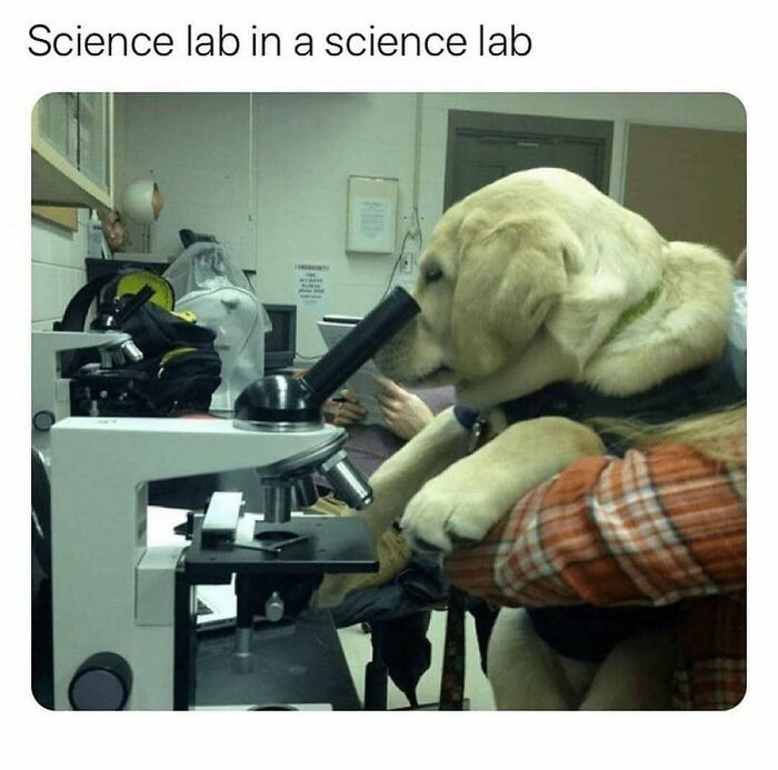 134 Funny And Adorable Animal Memes To Turn Your Day Around