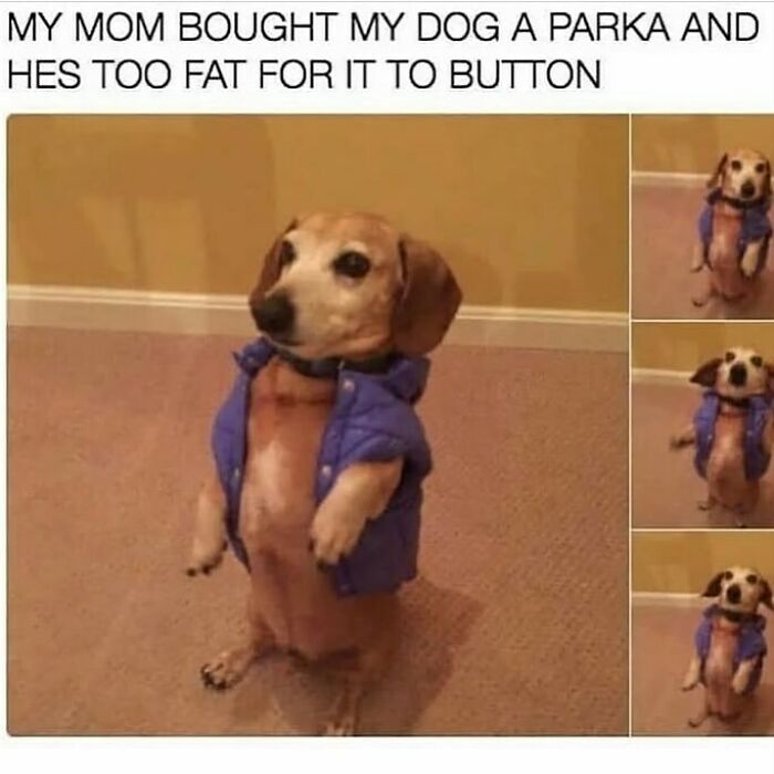 134 Funny And Adorable Animal Memes To Turn Your Day Around