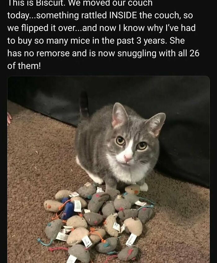 134 Funny And Adorable Animal Memes To Turn Your Day Around