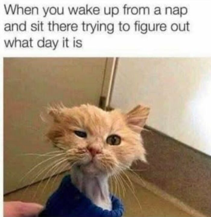 134 Funny And Adorable Animal Memes To Turn Your Day Around