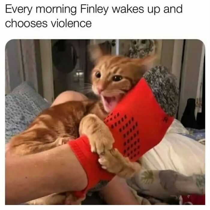 134 Funny And Adorable Animal Memes To Turn Your Day Around