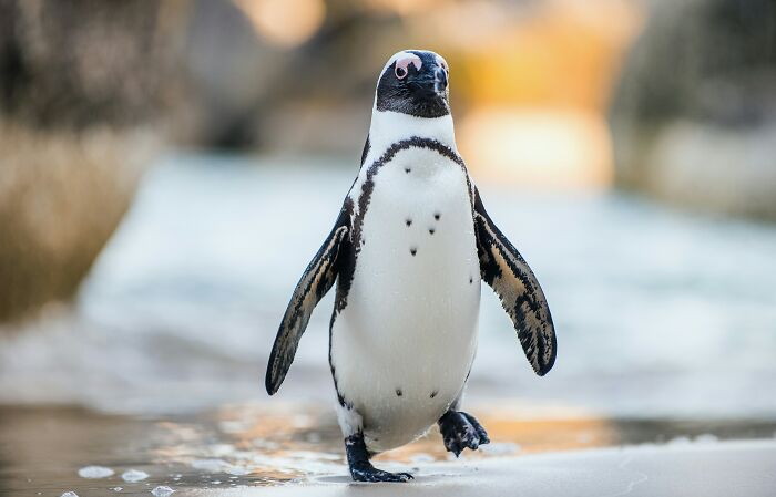 “Tuxedo-Wearing Jerks”: Zookeepers Share Their Beef With Animals In This Hilarious Thread “Tuxedo-Wearing Jerks”: Zookeepers Share Their Beef With Animals In This Hilarious Thread