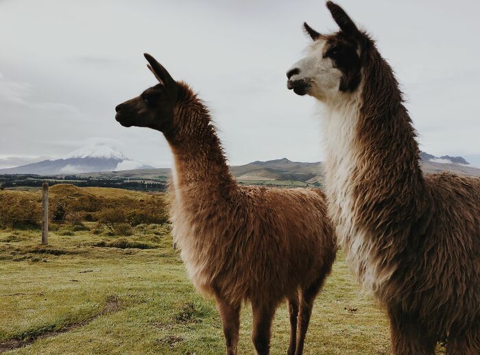 “Tuxedo-Wearing Jerks”: Zookeepers Share Their Beef With Animals In This Hilarious Thread “Tuxedo-Wearing Jerks”: Zookeepers Share Their Beef With Animals In This Hilarious Thread