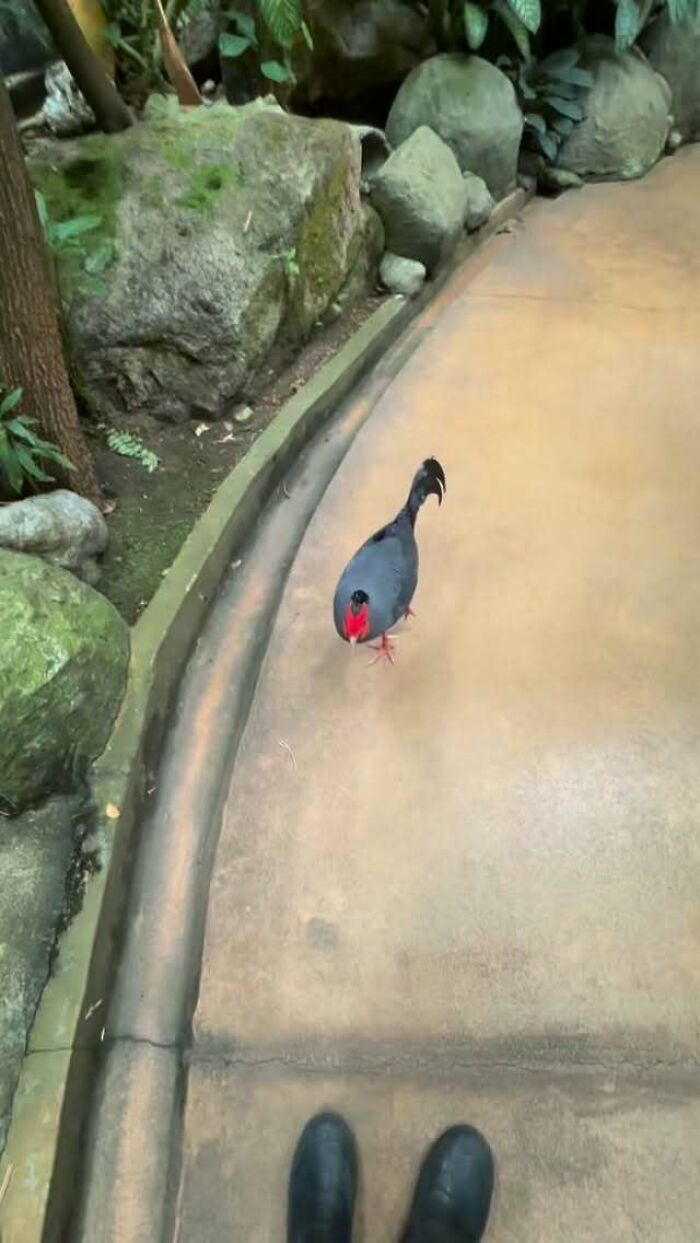 “Tuxedo-Wearing Jerks”: Zookeepers Share Their Beef With Animals In This Hilarious Thread “Tuxedo-Wearing Jerks”: Zookeepers Share Their Beef With Animals In This Hilarious Thread