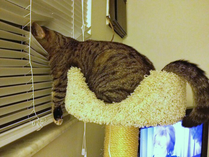 Cats Really Said “Catch Me Being Weird” In These 77 Out-Of-Context Photos Cats Really Said “Catch Me Being Weird” In These 77 Out-Of-Context Photos