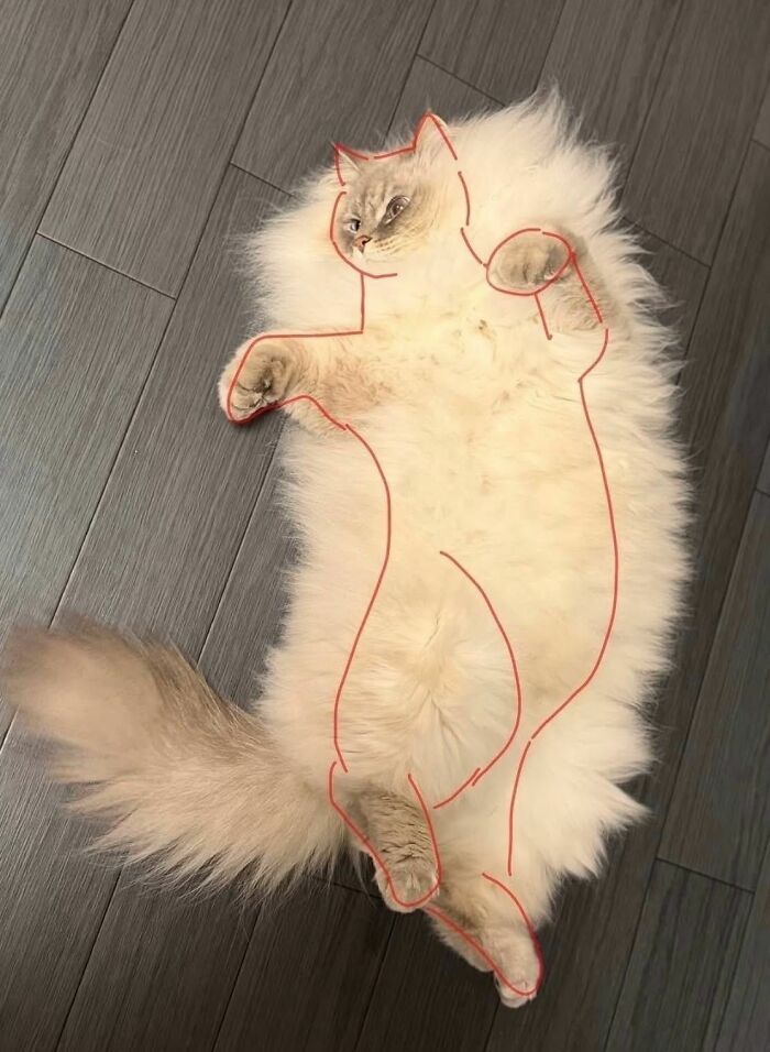 Cats Really Said “Catch Me Being Weird” In These 77 Out-Of-Context Photos Cats Really Said “Catch Me Being Weird” In These 77 Out-Of-Context Photos