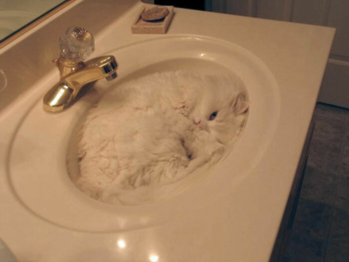 Cats Really Said “Catch Me Being Weird” In These 77 Out-Of-Context Photos Cats Really Said “Catch Me Being Weird” In These 77 Out-Of-Context Photos