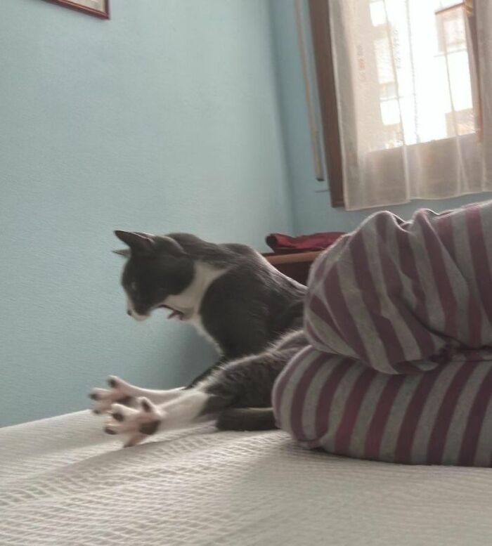 Cats Really Said “Catch Me Being Weird” In These 77 Out-Of-Context Photos Cats Really Said “Catch Me Being Weird” In These 77 Out-Of-Context Photos