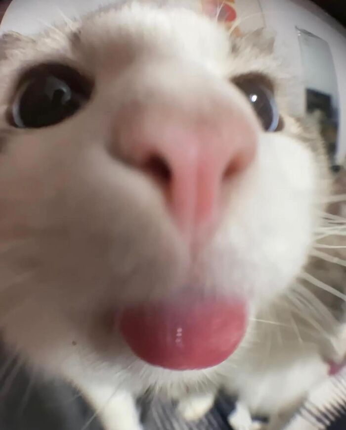 Cats Really Said “Catch Me Being Weird” In These 77 Out-Of-Context Photos Cats Really Said “Catch Me Being Weird” In These 77 Out-Of-Context Photos