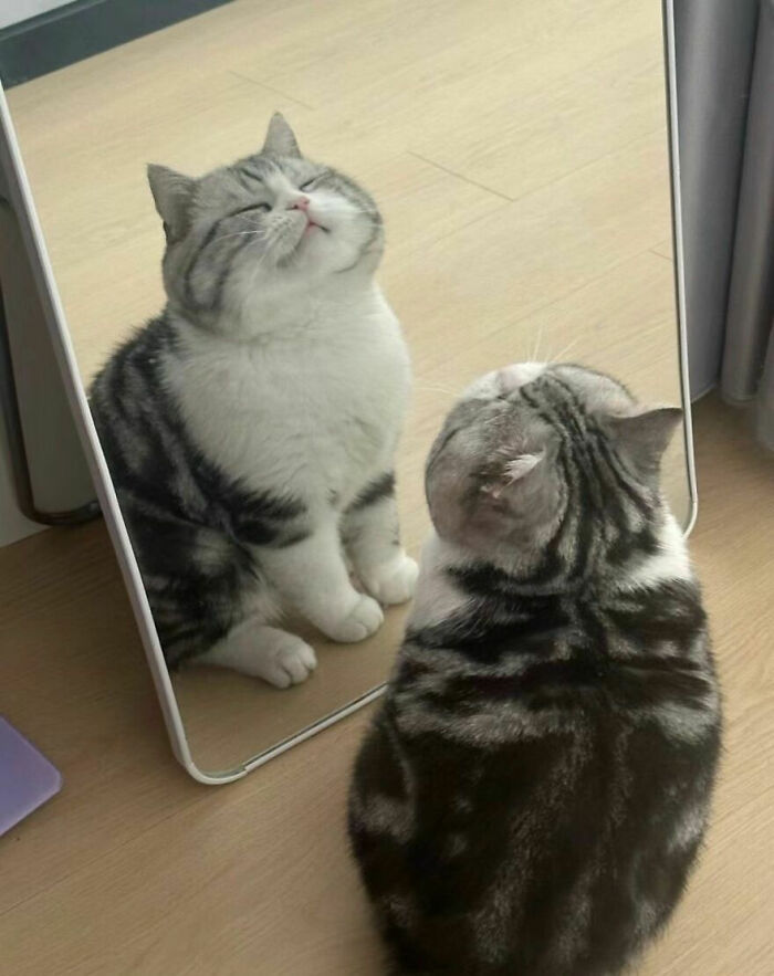 Cats Really Said “Catch Me Being Weird” In These 77 Out-Of-Context Photos Cats Really Said “Catch Me Being Weird” In These 77 Out-Of-Context Photos