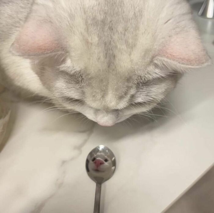 Cats Really Said “Catch Me Being Weird” In These 77 Out-Of-Context Photos Cats Really Said “Catch Me Being Weird” In These 77 Out-Of-Context Photos