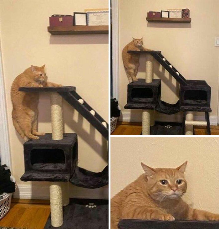 Cats Really Said “Catch Me Being Weird” In These 77 Out-Of-Context Photos Cats Really Said “Catch Me Being Weird” In These 77 Out-Of-Context Photos