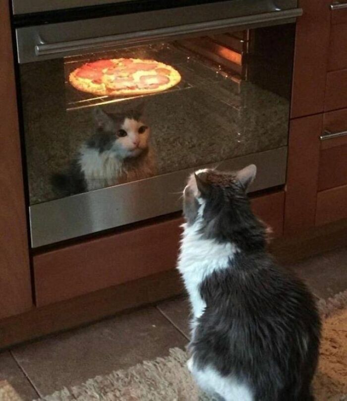 Cats Really Said “Catch Me Being Weird” In These 77 Out-Of-Context Photos Cats Really Said “Catch Me Being Weird” In These 77 Out-Of-Context Photos