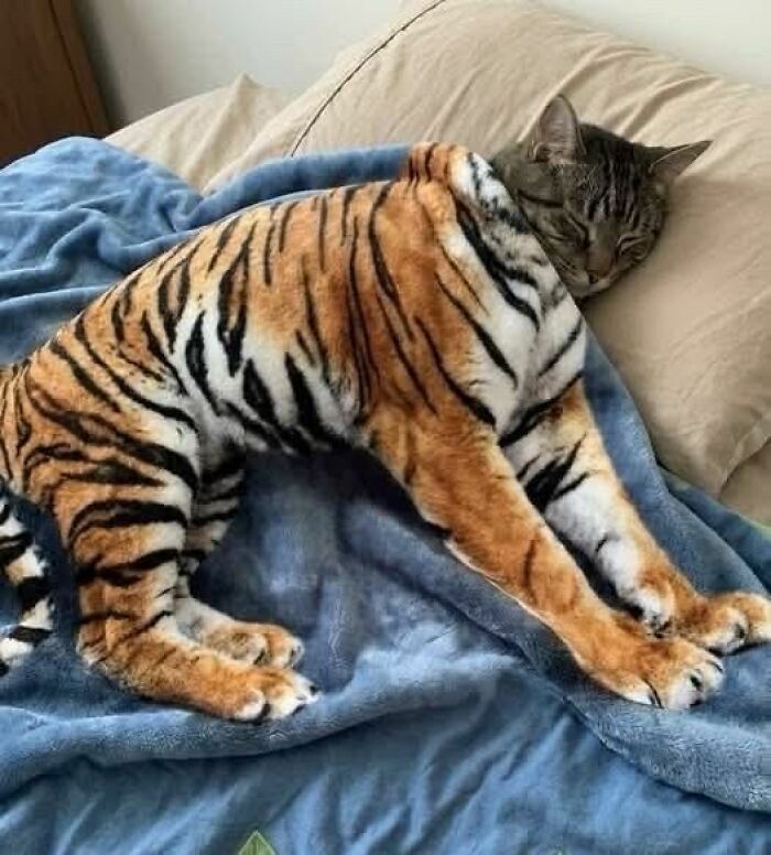 Cats Really Said “Catch Me Being Weird” In These 77 Out-Of-Context Photos Cats Really Said “Catch Me Being Weird” In These 77 Out-Of-Context Photos