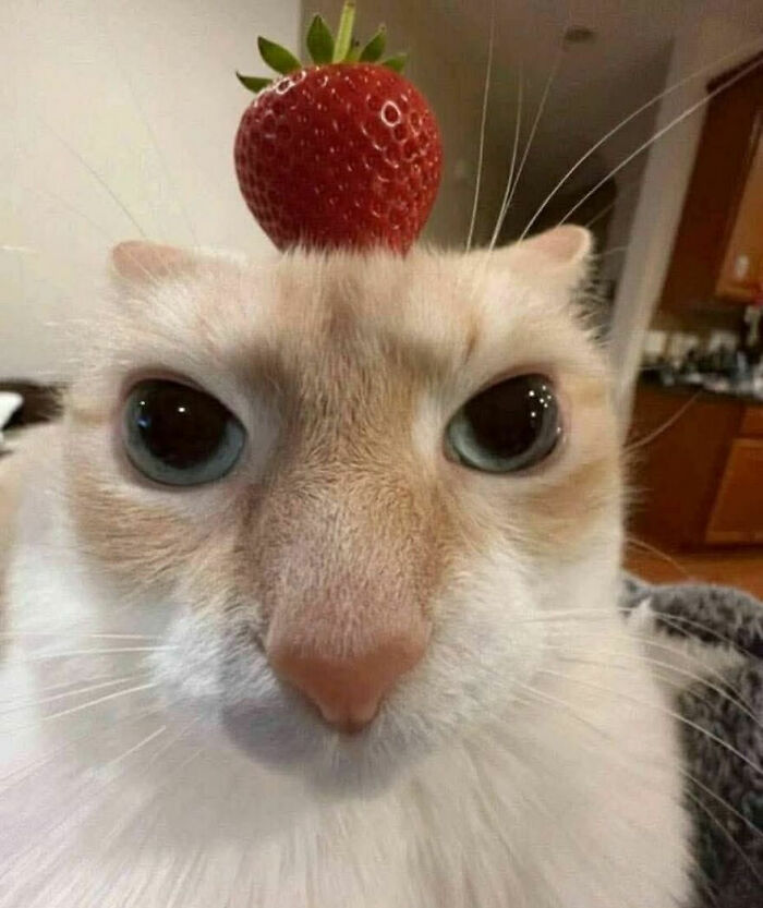 Cats Really Said “Catch Me Being Weird” In These 77 Out-Of-Context Photos Cats Really Said “Catch Me Being Weird” In These 77 Out-Of-Context Photos