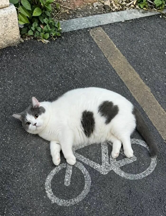 Cats Really Said “Catch Me Being Weird” In These 77 Out-Of-Context Photos Cats Really Said “Catch Me Being Weird” In These 77 Out-Of-Context Photos