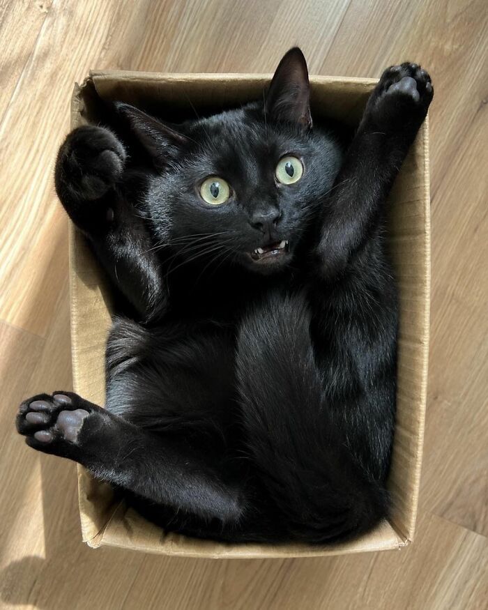 Cats Really Said “Catch Me Being Weird” In These 77 Out-Of-Context Photos Cats Really Said “Catch Me Being Weird” In These 77 Out-Of-Context Photos