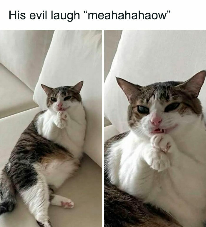 Cats Really Said “Catch Me Being Weird” In These 77 Out-Of-Context Photos Cats Really Said “Catch Me Being Weird” In These 77 Out-Of-Context Photos