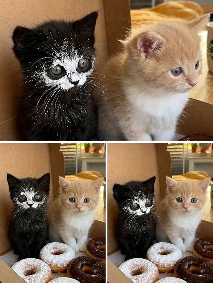 Cats Really Said “Catch Me Being Weird” In These 77 Out-Of-Context Photos Cats Really Said “Catch Me Being Weird” In These 77 Out-Of-Context Photos