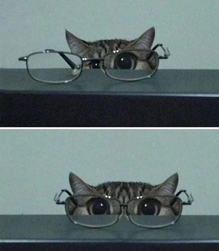 Cats Really Said “Catch Me Being Weird” In These 77 Out-Of-Context Photos Cats Really Said “Catch Me Being Weird” In These 77 Out-Of-Context Photos