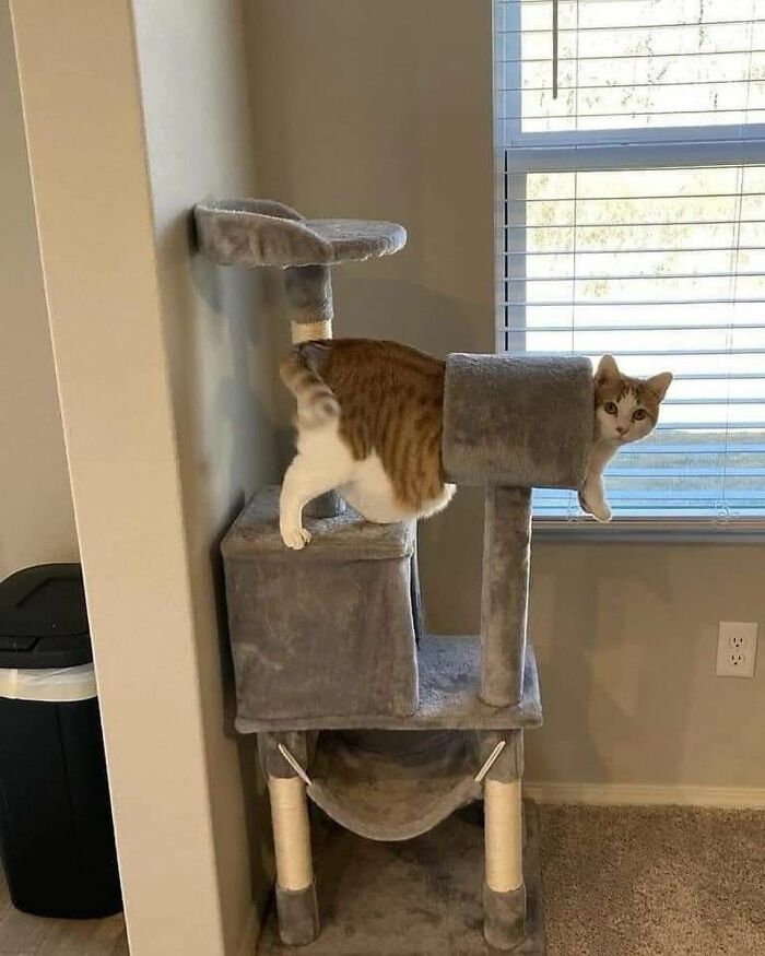 Cats Really Said “Catch Me Being Weird” In These 77 Out-Of-Context Photos Cats Really Said “Catch Me Being Weird” In These 77 Out-Of-Context Photos