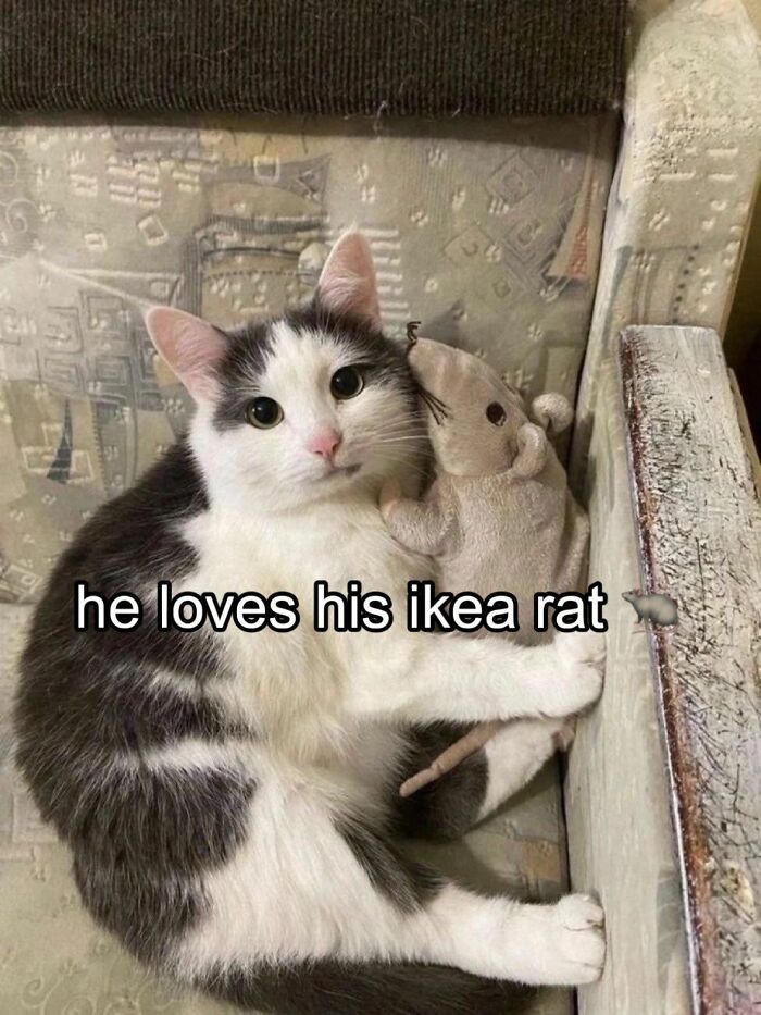Cats Really Said “Catch Me Being Weird” In These 77 Out-Of-Context Photos Cats Really Said “Catch Me Being Weird” In These 77 Out-Of-Context Photos