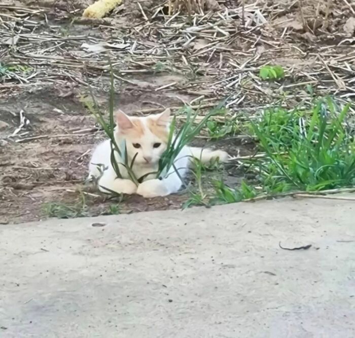 Cats Really Said “Catch Me Being Weird” In These 77 Out-Of-Context Photos Cats Really Said “Catch Me Being Weird” In These 77 Out-Of-Context Photos