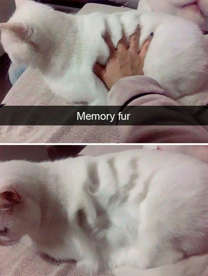 Cats Really Said “Catch Me Being Weird” In These 77 Out-Of-Context Photos Cats Really Said “Catch Me Being Weird” In These 77 Out-Of-Context Photos