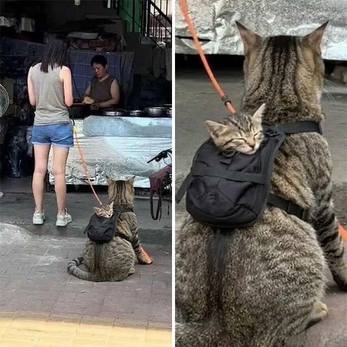 Cats Really Said “Catch Me Being Weird” In These 77 Out-Of-Context Photos Cats Really Said “Catch Me Being Weird” In These 77 Out-Of-Context Photos