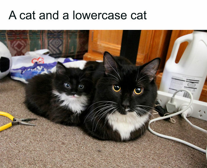 Cats Really Said “Catch Me Being Weird” In These 77 Out-Of-Context Photos Cats Really Said “Catch Me Being Weird” In These 77 Out-Of-Context Photos
