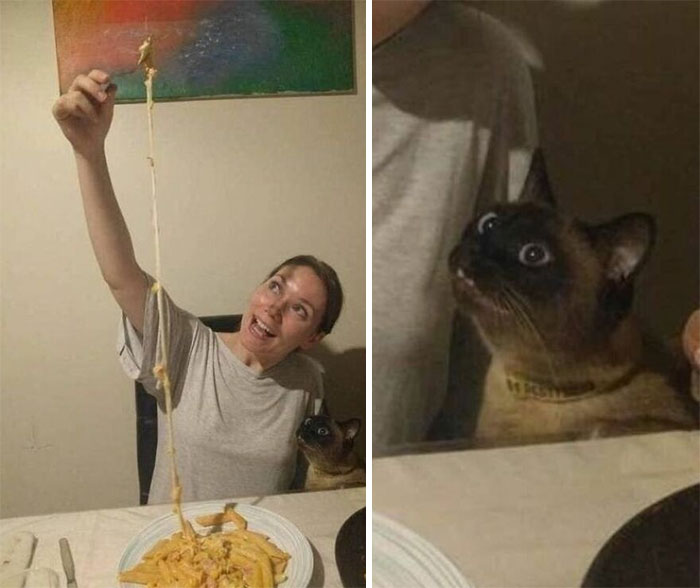 Cats Really Said “Catch Me Being Weird” In These 77 Out-Of-Context Photos Cats Really Said “Catch Me Being Weird” In These 77 Out-Of-Context Photos