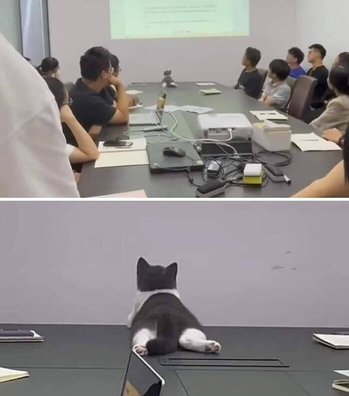 Cats Really Said “Catch Me Being Weird” In These 77 Out-Of-Context Photos Cats Really Said “Catch Me Being Weird” In These 77 Out-Of-Context Photos