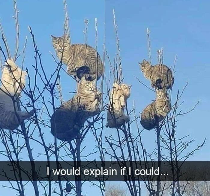Cats Really Said “Catch Me Being Weird” In These 77 Out-Of-Context Photos Cats Really Said “Catch Me Being Weird” In These 77 Out-Of-Context Photos