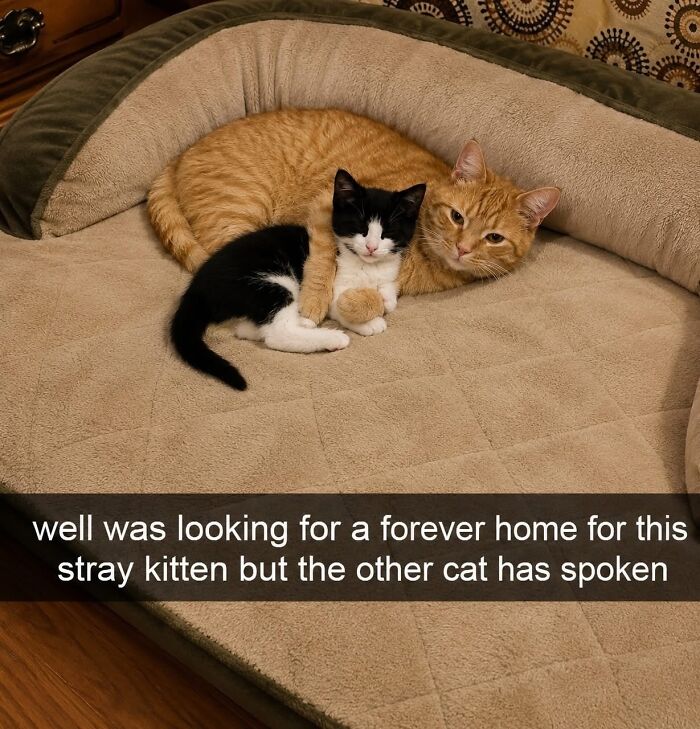 Cats Really Said “Catch Me Being Weird” In These 77 Out-Of-Context Photos Cats Really Said “Catch Me Being Weird” In These 77 Out-Of-Context Photos